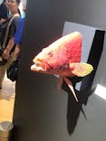 ギョギョッとサカナ★スター展　～お魚たちが教えてくれる海のこと～に投稿された画像（2024/8/13）