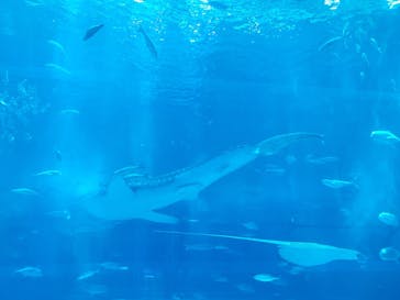 沖縄美ら海水族館に投稿された画像（2024/8/13）