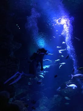 京都水族館に投稿された画像（2024/8/13）