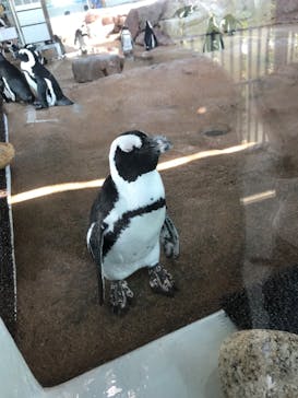 京都水族館に投稿された画像（2024/8/13）
