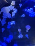 名古屋港水族館に投稿された画像（2024/8/13）