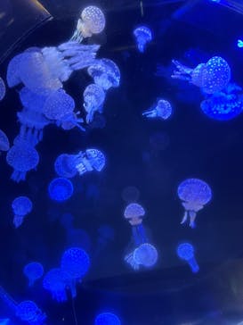 名古屋港水族館に投稿された画像（2024/8/13）