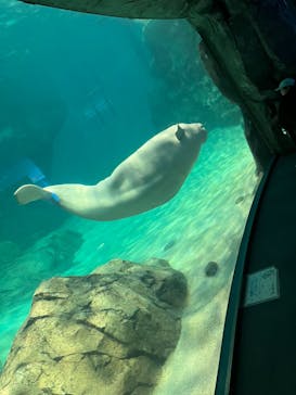 名古屋港水族館に投稿された画像（2024/8/13）