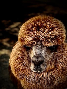 神戸どうぶつ王国に投稿された画像（2024/8/13）