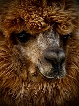 神戸どうぶつ王国に投稿された画像（2024/8/13）