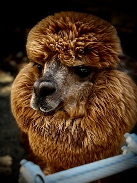 神戸どうぶつ王国に投稿された画像（2024/8/13）