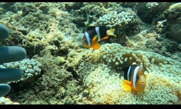 武藤潜水に投稿された画像（2024/8/13）