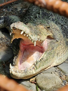 熱川バナナワニ園に投稿された画像（2024/8/13）