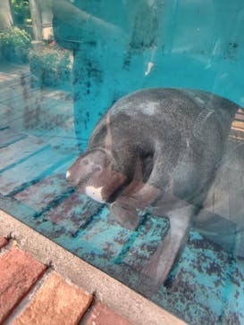 熱川バナナワニ園に投稿された画像（2024/8/13）