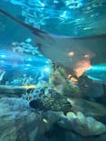 しながわ水族館に投稿された画像（2024/8/13）