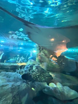 しながわ水族館に投稿された画像（2024/8/13）