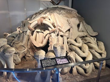 国立科学博物館に投稿された画像（2024/8/13）