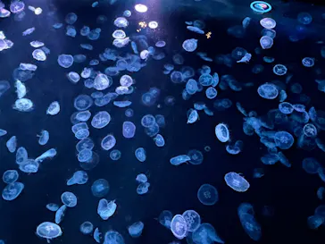 すみだ水族館に投稿された画像（2024/8/13）