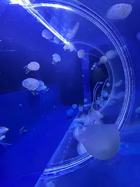 すみだ水族館に投稿された画像（2024/8/13）
