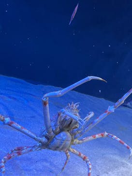 サンシャイン水族館に投稿された画像（2024/8/13）