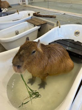 アニタッチみなとみらいに投稿された画像（2024/8/13）