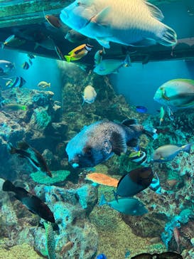 越前松島水族館に投稿された画像（2024/8/13）