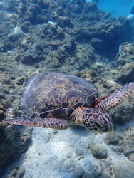 屋久島ダイビングステーション「まる」に投稿された画像（2024/8/13）