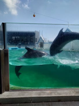 しながわ水族館に投稿された画像（2024/8/13）