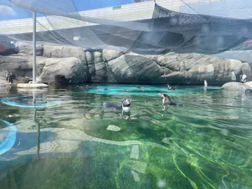 天王寺動物園に投稿された画像（2024/8/13）