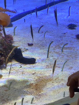 名古屋港水族館に投稿された画像（2024/8/13）