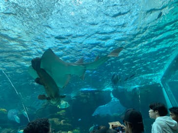 名古屋港水族館に投稿された画像（2024/8/13）