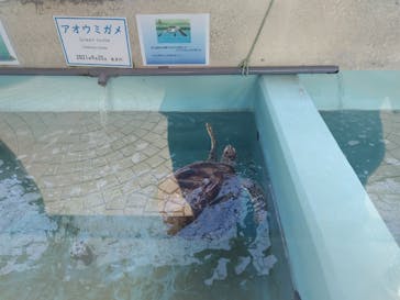 名古屋港水族館に投稿された画像（2024/8/13）