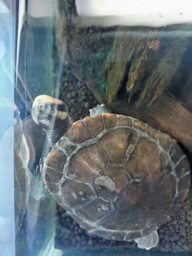 名古屋港水族館に投稿された画像（2024/8/13）