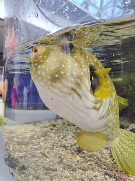 名古屋港水族館に投稿された画像（2024/8/13）