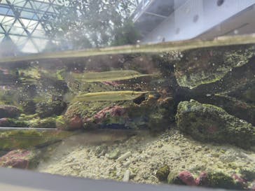 名古屋港水族館に投稿された画像（2024/8/13）