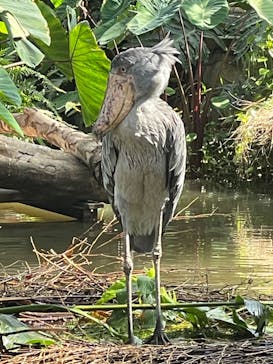 神戸どうぶつ王国に投稿された画像（2024/8/13）
