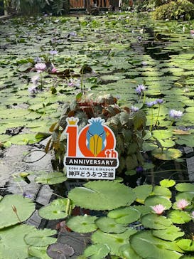 神戸どうぶつ王国に投稿された画像（2024/8/13）