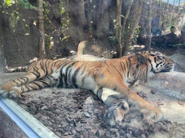 神戸どうぶつ王国に投稿された画像（2024/8/13）