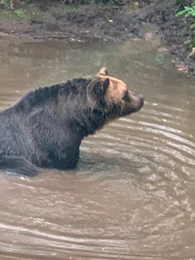 サホロリゾート　ベア･マウンテンに投稿された画像（2024/8/13）