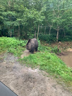 サホロリゾート　ベア･マウンテンに投稿された画像（2024/8/13）