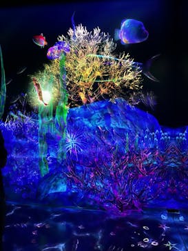 チームラボフォレスト 福岡 - SBI証券に投稿された画像（2024/8/13）