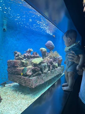 サンシャイン水族館に投稿された画像（2024/8/13）