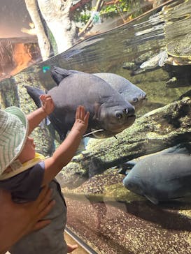 サンシャイン水族館に投稿された画像（2024/8/13）