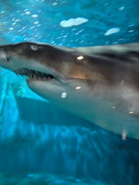 しながわ水族館に投稿された画像（2024/8/13）