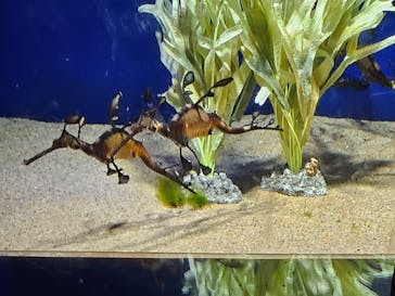 サンシャイン水族館に投稿された画像（2024/8/13）