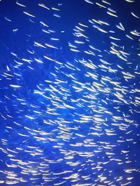 大分マリーンパレス水族館 「うみたまご」に投稿された画像（2024/8/13）