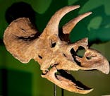 巨大恐竜展2024に投稿された画像（2024/8/13）