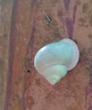 ジオと星のガイドに投稿された画像（2024/8/12）