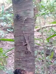 ジオと星のガイドに投稿された画像（2024/8/12）