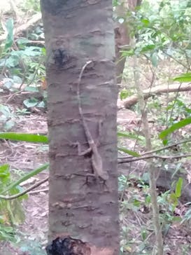 ジオと星のガイドに投稿された画像（2024/8/12）