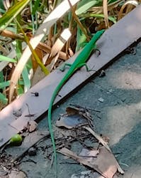 ジオと星のガイドに投稿された画像（2024/8/12）