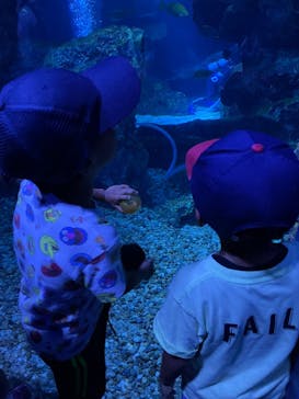 京都水族館に投稿された画像（2024/8/13）