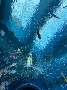 滋賀県立琵琶湖博物館に投稿された画像（2024/8/13）