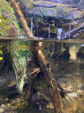 滋賀県立琵琶湖博物館に投稿された画像（2024/8/13）