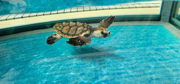 名古屋港水族館に投稿された画像（2024/8/13）